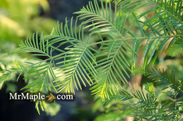 - Metasequoia honshuensis Big Cone Dawn Redwood - Mr Maple │ Buy Japanese Maple Trees