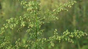 Sweet Wormwood Tincture (fresh)