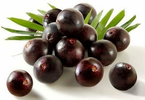 Acai berry Extract - مستخلص توت الآساي