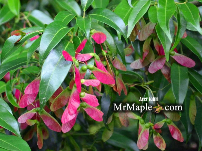 - Acer fabri - Emerald Jade Maple - Rare Evergreen Chinese Maple - Mr Maple │ Buy Japanese Maple Trees
