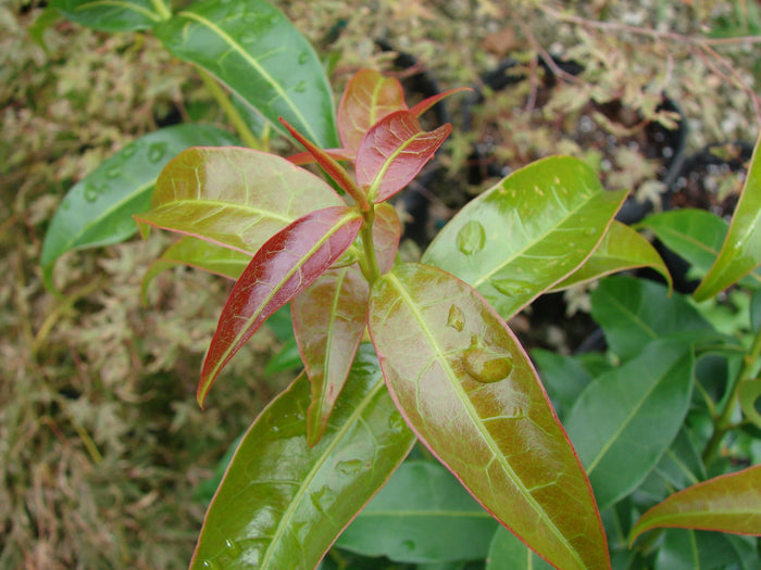- Acer fabri - Emerald Jade Maple - Rare Evergreen Chinese Maple - Mr Maple │ Buy Japanese Maple Trees