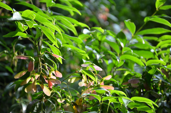- Acer fabri - Emerald Jade Maple - Rare Evergreen Chinese Maple - Mr Maple │ Buy Japanese Maple Trees
