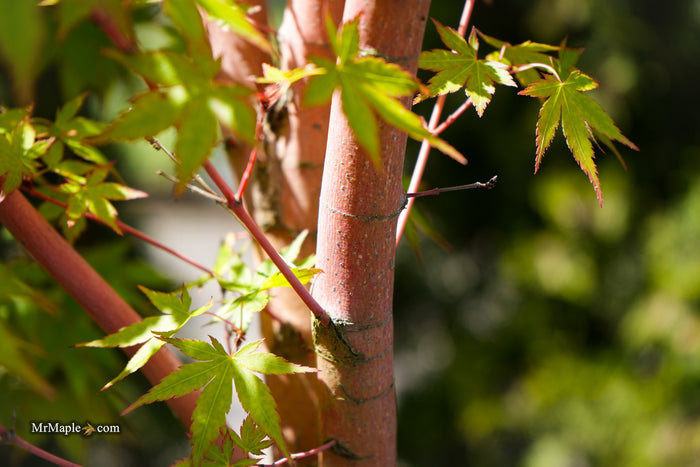 Acer palmatum 'Baton Rouge' Coral Bark Japanese Maple