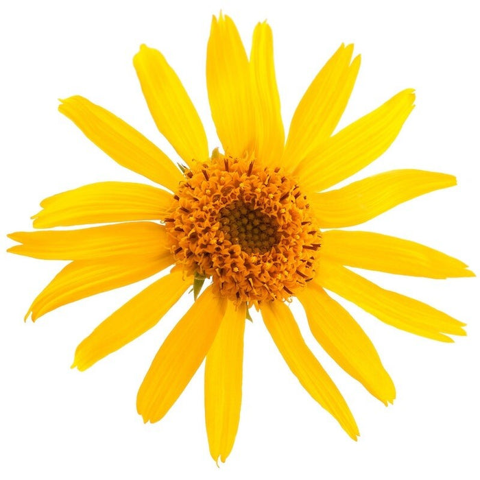 Arnica Oil  - زيت أرنيكا