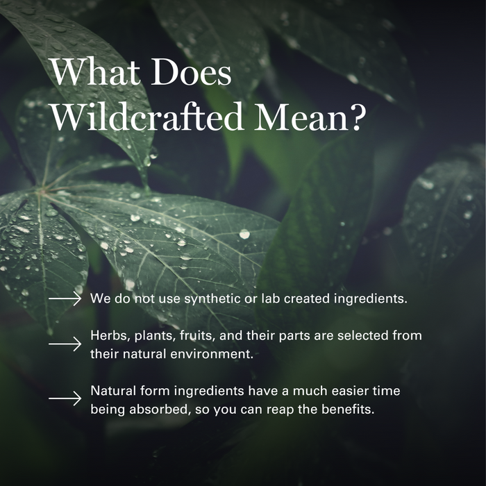Wildcrafted herbs with water droplets on leaves explaining natural ingredient sourcing benefits.