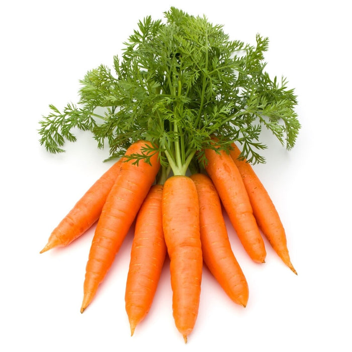 Carrot root oil  - زيت جذور الجزر