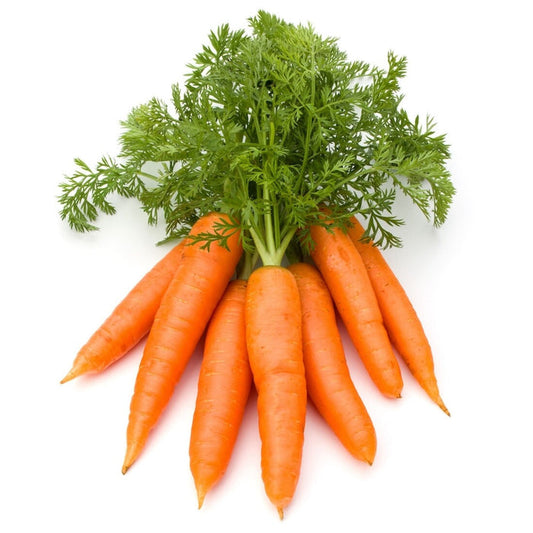 Carrot root oil  - زيت جذور الجزر