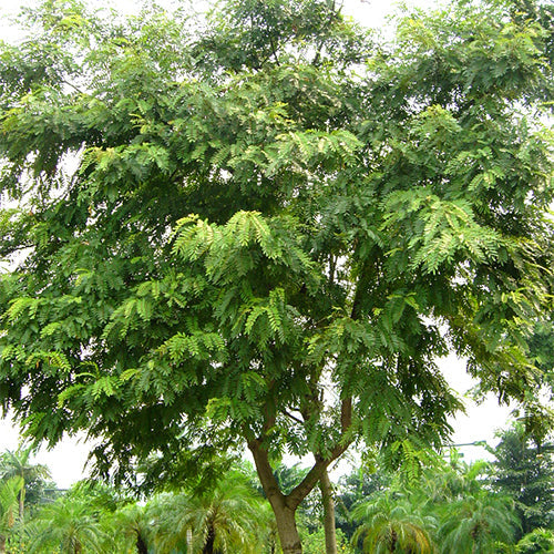 Cassia-siamea-Senna-siamea-Seeds