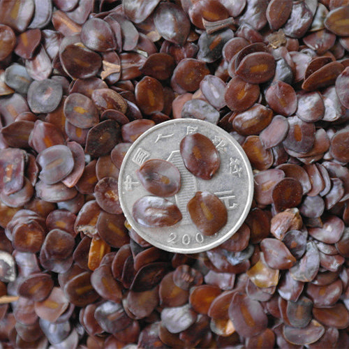 Cassia-siamea-Senna-siamea-Seeds
