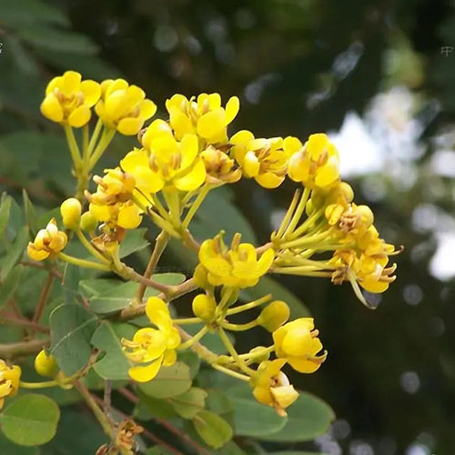 Cassia-siamea-Senna-siamea-Seeds