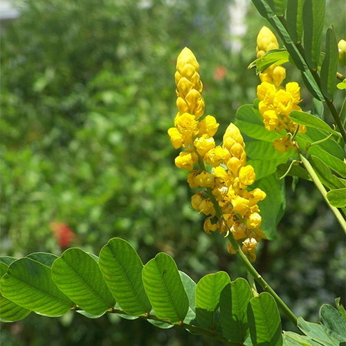 Cassia-siamea-Senna-siamea-Seeds