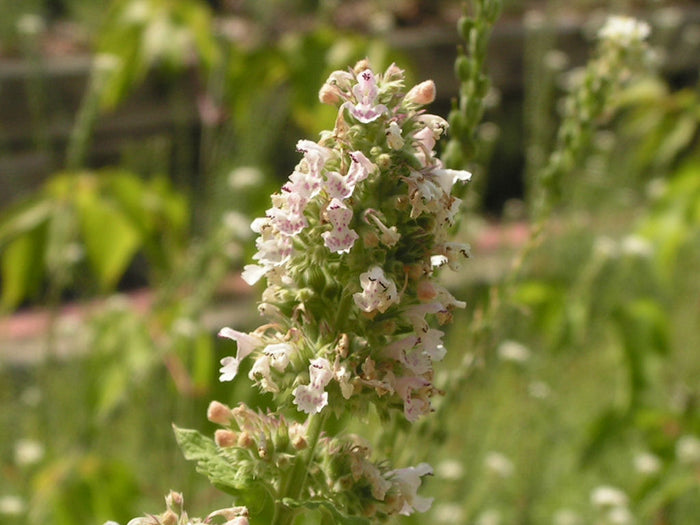 Catnip Tincture