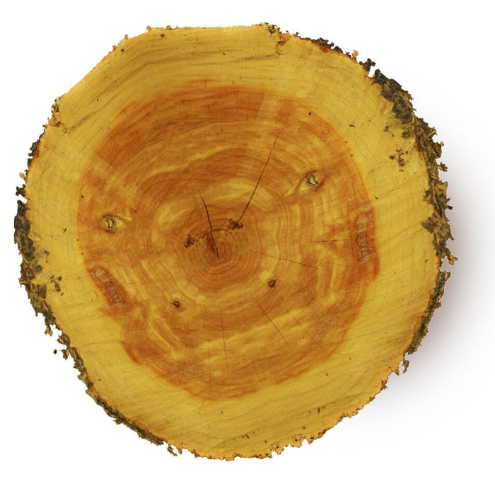 Cedarwood atlas essential oil - زيت خشب الأرز الاساسي