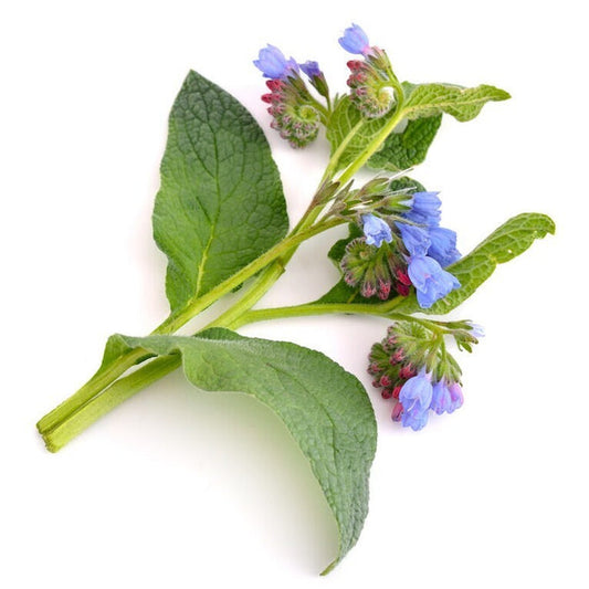 Comfrey Oil (30 ml ) - زيت السمفيتون