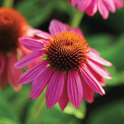 Echinacea Tincture