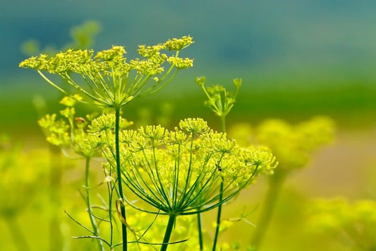 Fennel Seed Tincture
