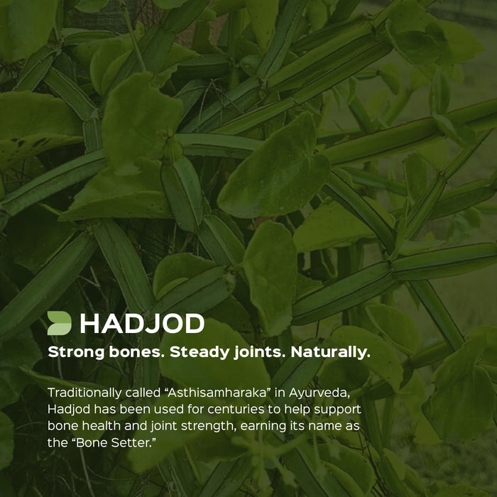 Hadjod Stem Powder ( Cissus Quadrangularis )