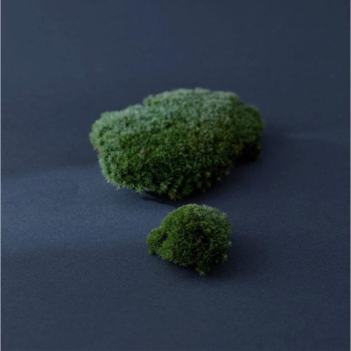Iceland Moss Drop - Korean-Skincare