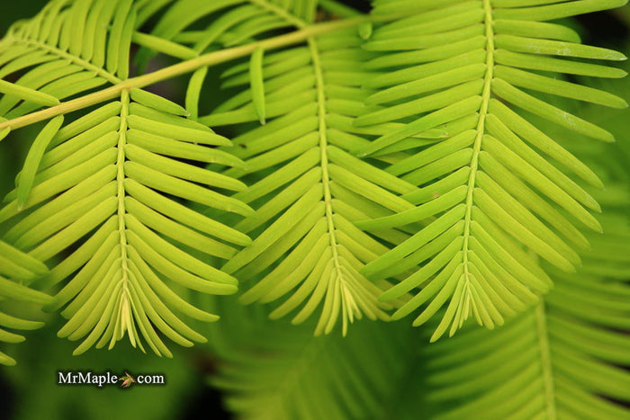 - Metasequoia glyptostroboides 'Gold Rush' Golden Dawn Redwood - Mr Maple │ Buy Japanese Maple Trees