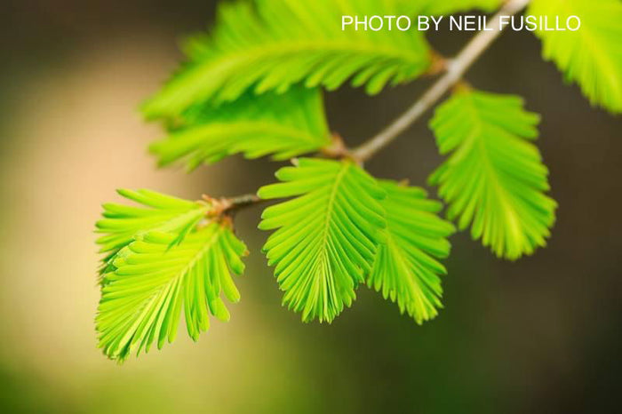 - Metasequoia glyptostroboides 'Ogon' Golden Dawn Redwood - Mr Maple │ Buy Japanese Maple Trees