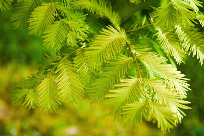 - Metasequoia glyptostroboides 'Ogon' Golden Dawn Redwood - Mr Maple │ Buy Japanese Maple Trees
