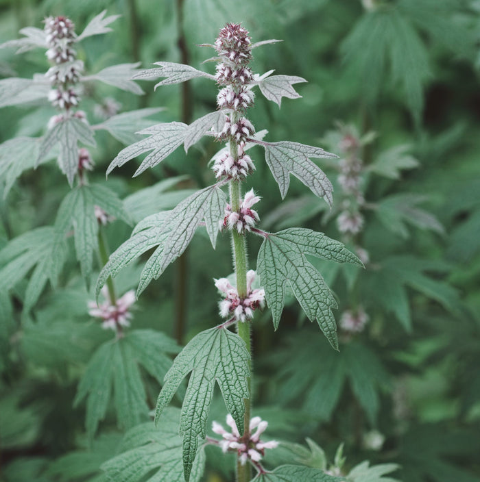Motherwort Tincture