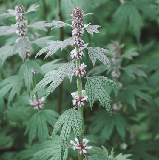 Motherwort Tincture