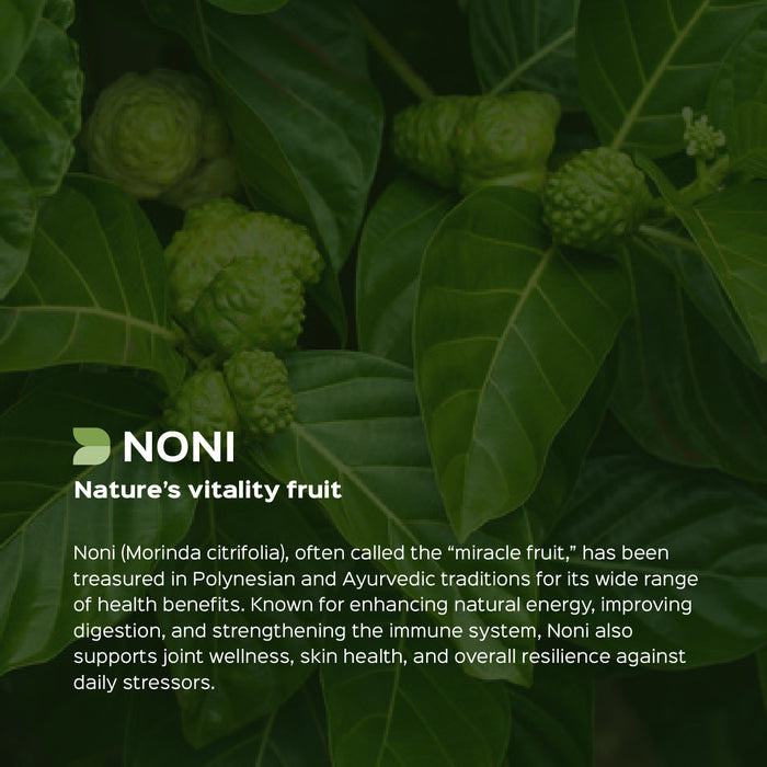 Noni Fruit Powder ( Morinda Tinctoria )