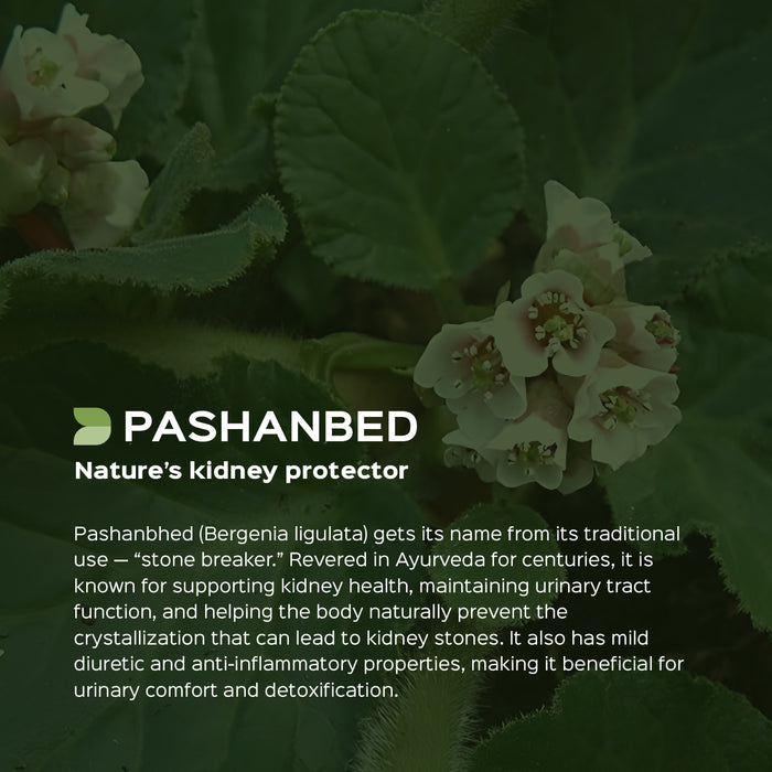 Pashanbhed Root Powder ( Saxifraga Ligulata )