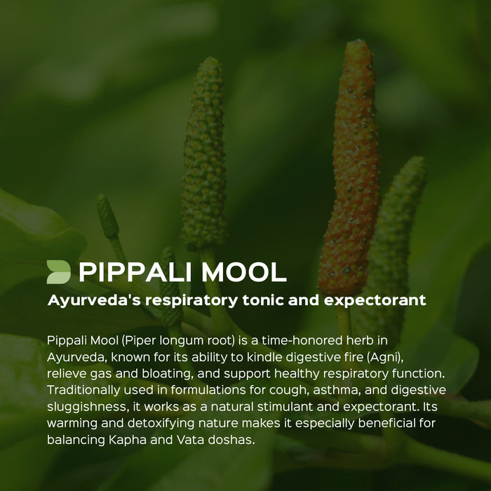 Pippalamul Root Powder ( Piper Longum Root )