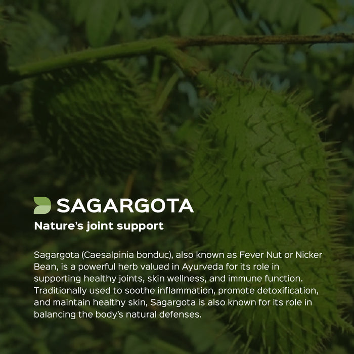 Sagargota Seed Powder ( Caesalpinia Bonducella )