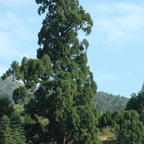 Taiwania-flousiana-Seeds
