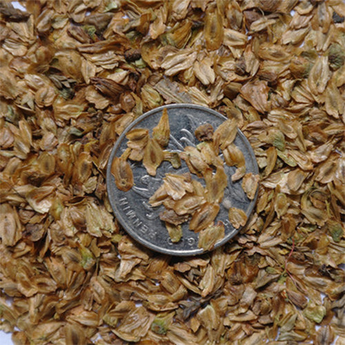 Taiwania-flousiana-Seeds
