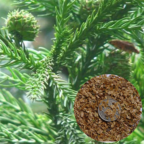 Taiwania-flousiana-Seeds