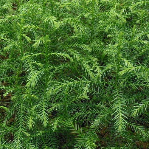Taiwania-flousiana-Seeds