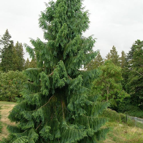 Taiwania-flousiana-Seeds