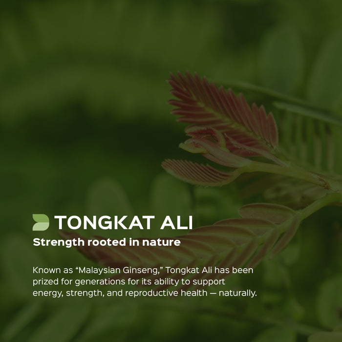 Tongkat Ali Root Powder ( Eurycoma longifolia )
