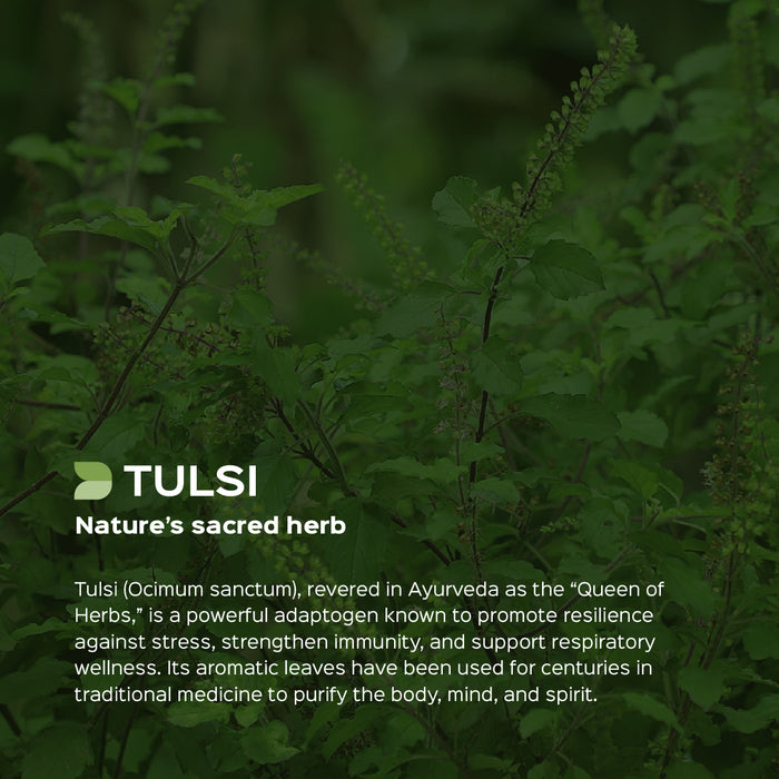 Tulsi Leaves Powder ( Ocimum Sanctum )