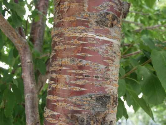Wild Cherry Bark Syrup