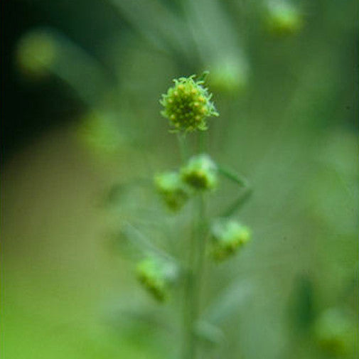 Wormwood